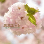 八重桜の梅酢漬